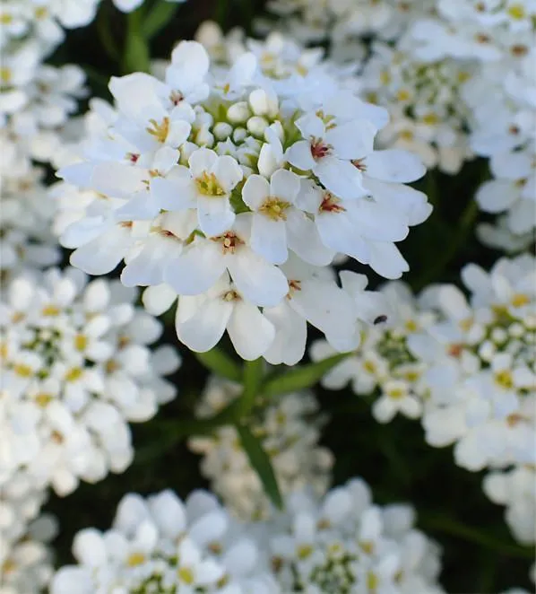 Felskreide (Iberis sempervirens 'Schneeflocke')