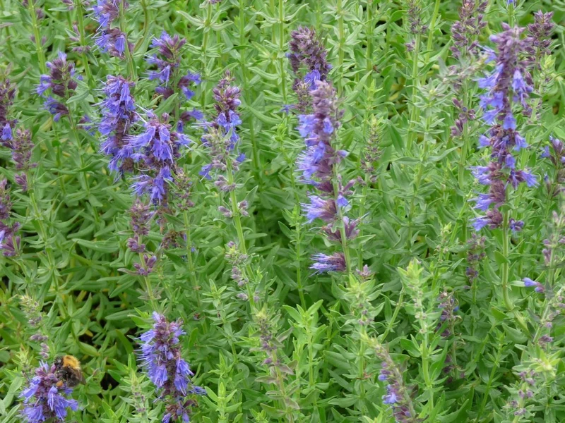 Ysop (Hyssopus officinalis)