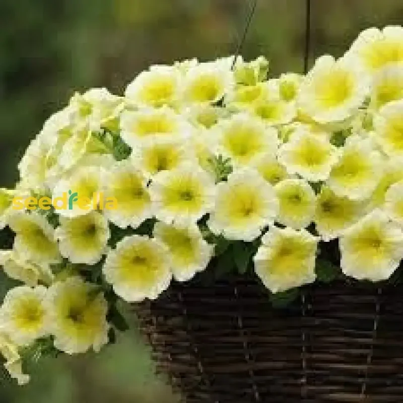 Light Yellow Petunia Seeds – Annual Blooms for Garden Planting