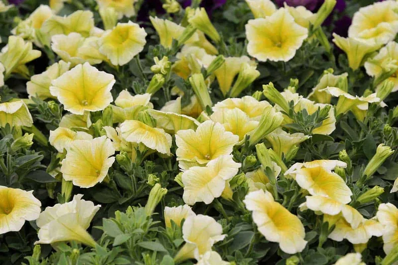 Light Yellow Petunia Seeds – Annual Blooms for Garden Planting