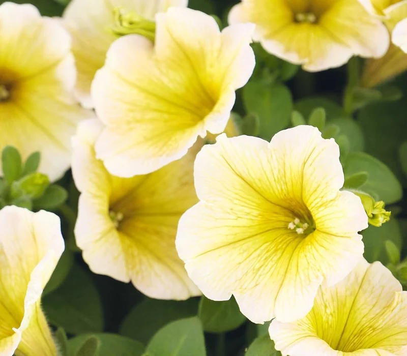 Light Yellow Petunia Seeds – Annual Blooms for Garden Planting
