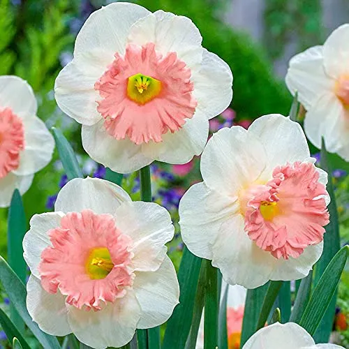 Narcissus Flower Seeds – White & Pink Varieties for Stunning Garden Blooms