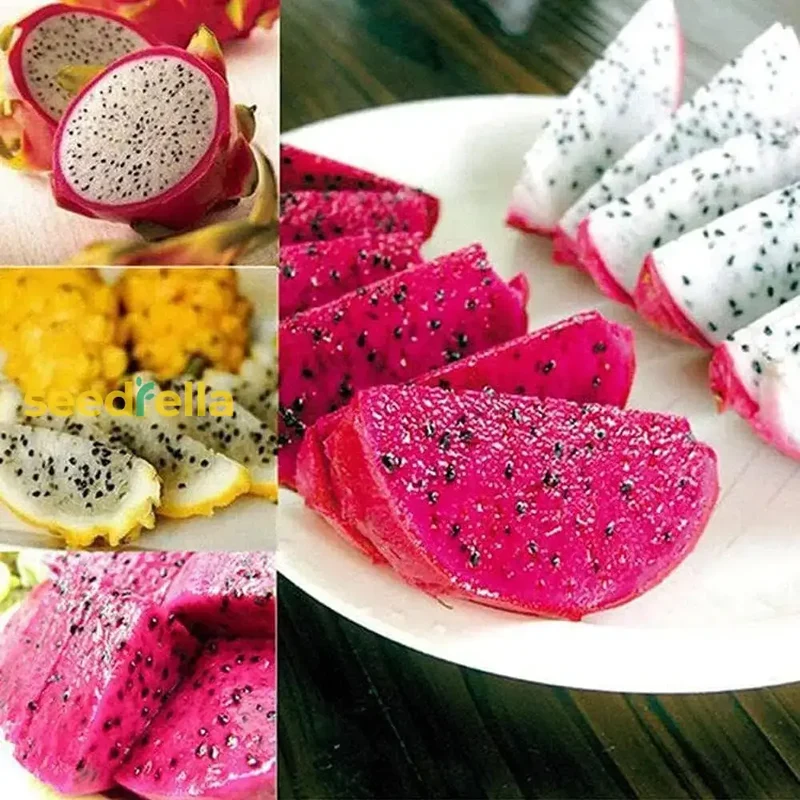 Mixed Pitaya Fruit Seeds for Easy Planting - Grow Sweet, Colorful Dragon Fruits at Home