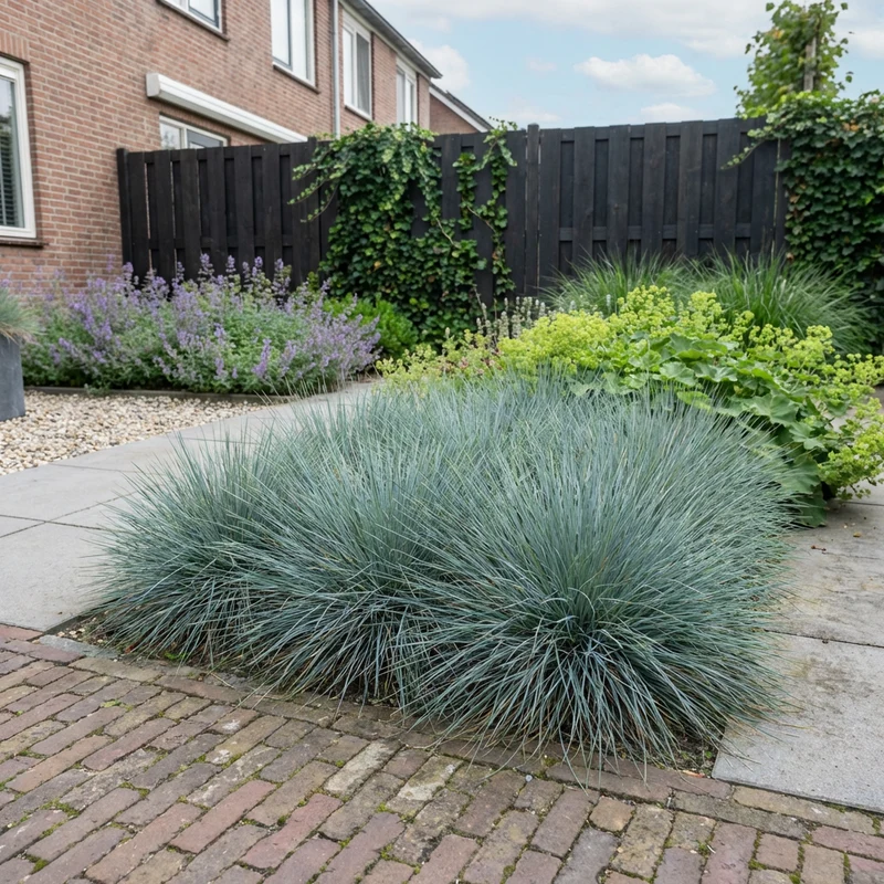 Blauer Schaf-Schwingel (Festuca glauca)