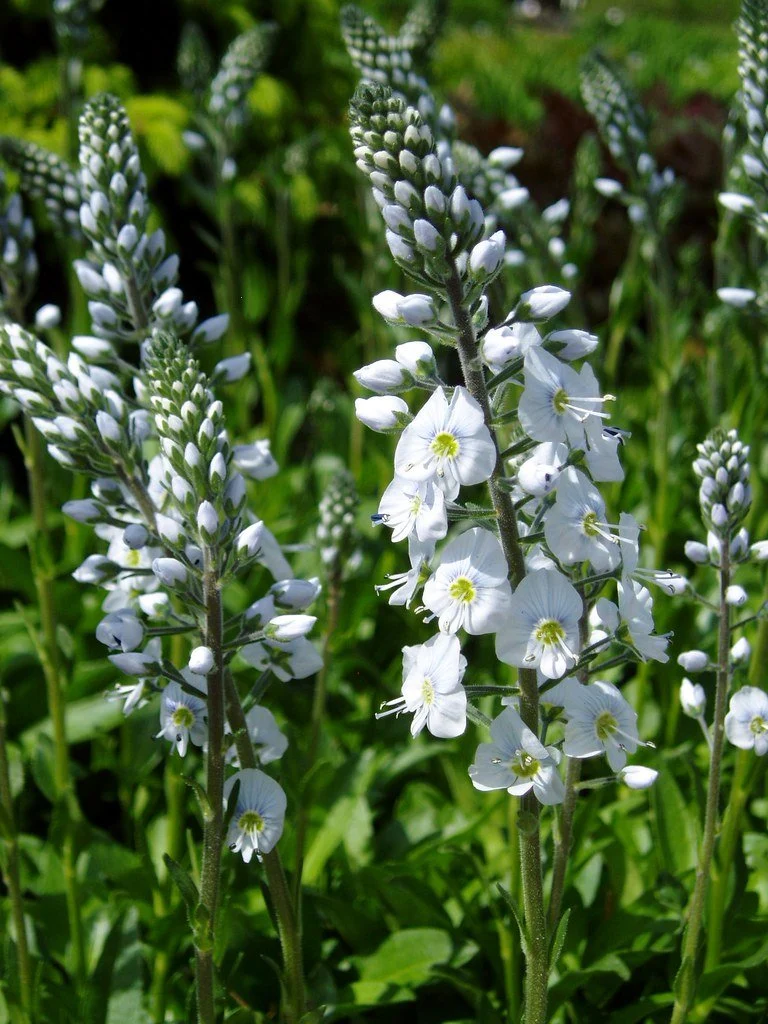 Ehrenpreis (Veronica gentianoides)
