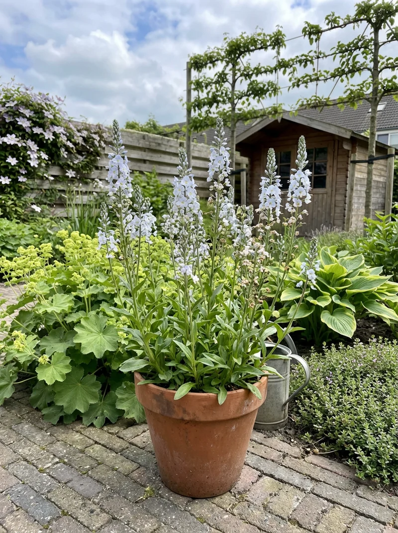 Ehrenpreis (Veronica gentianoides)
