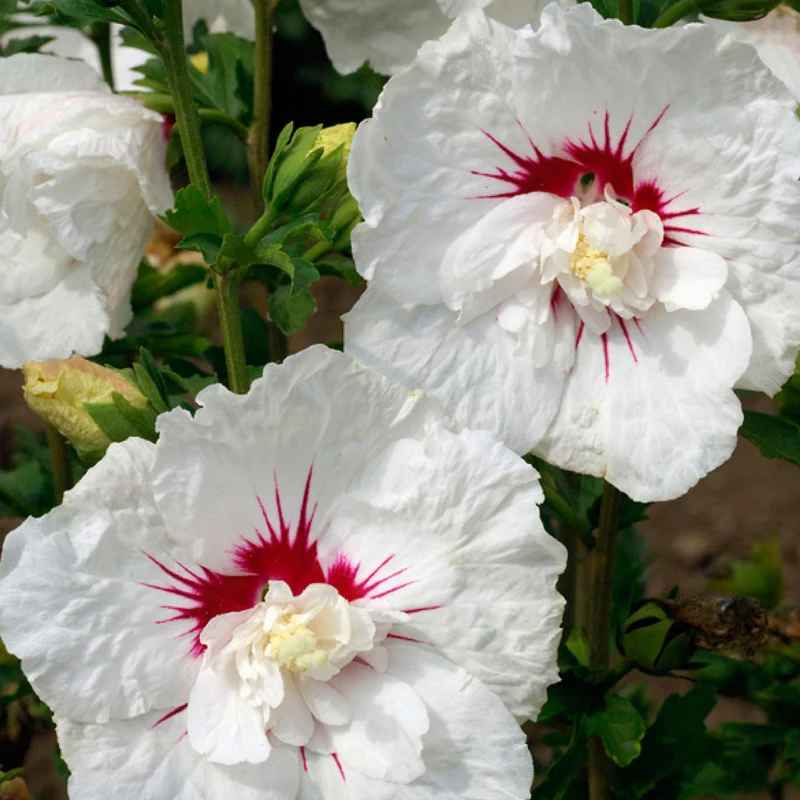 Hibiskus 'Bali'®