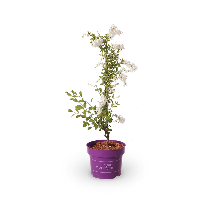 Kleine Prunkspiere 'The Bride'
