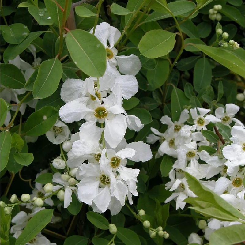 Kleine Prunkspiere 'The Bride'