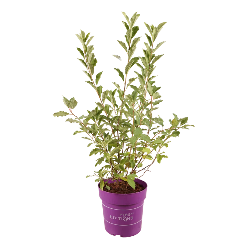 Kleine Prunkspiere 'Lotus Moon'®