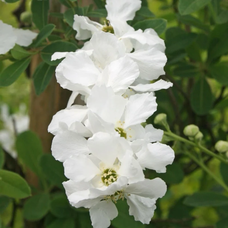 Kleine Prunkspiere 'Lotus Moon'®