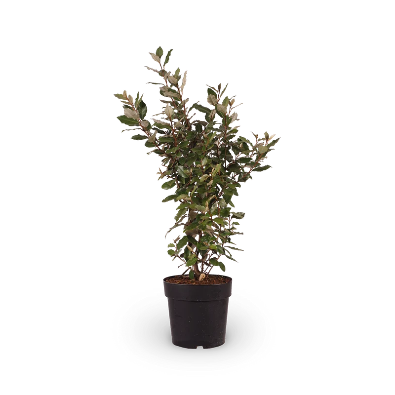 Wintergrüne Ölweide 'Compacta'
