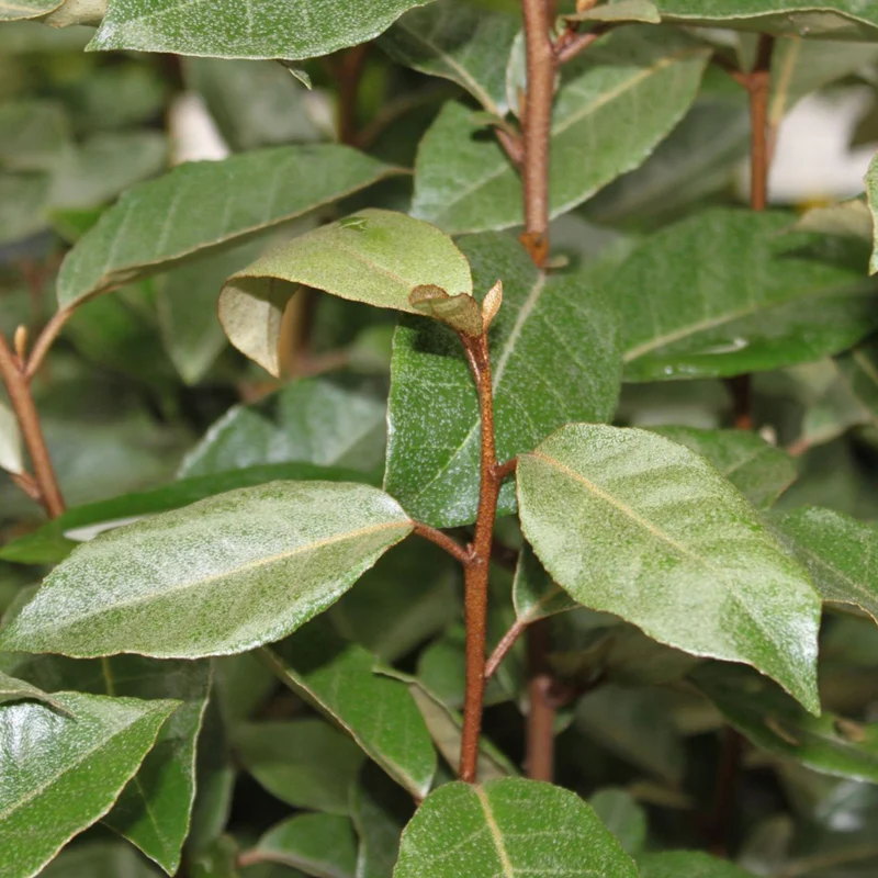 Wintergrüne Ölweide 'Compacta'
