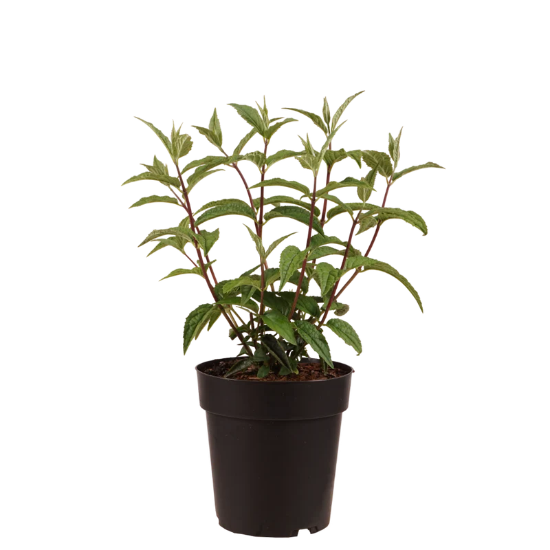 Rosendeutzie 'Mont Rose'