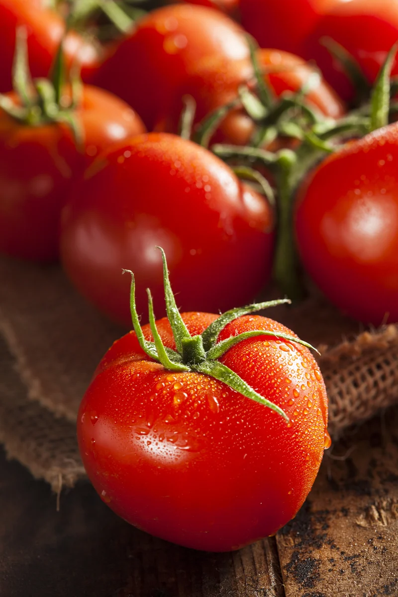 Bio-Tomate 'Moneymaker'
