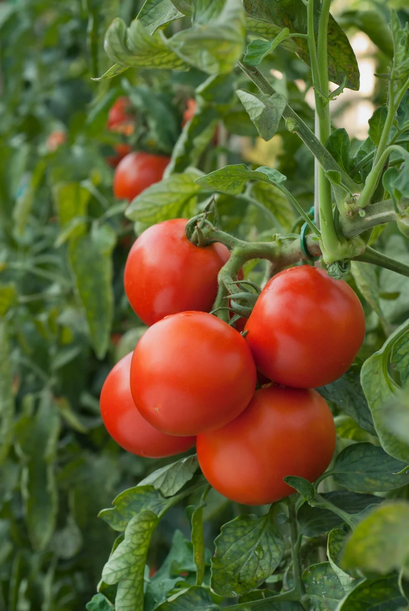 Bio-Tomate 'Kremser Perle'