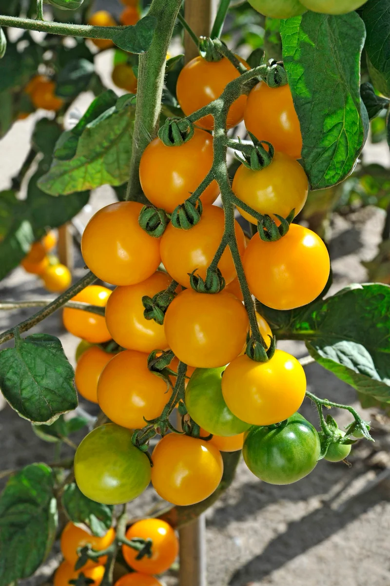 Bio-Tomate 'Justens Gelbe'