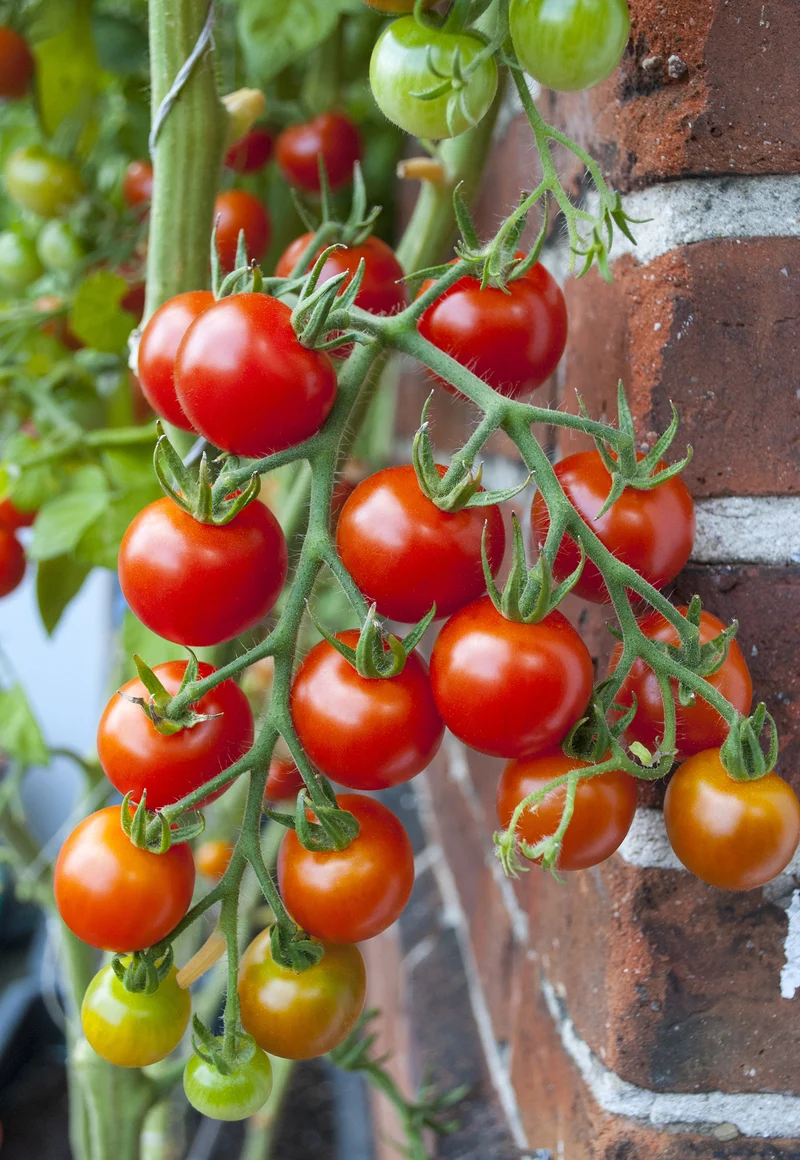 Bio-Tomate 'Primabella'