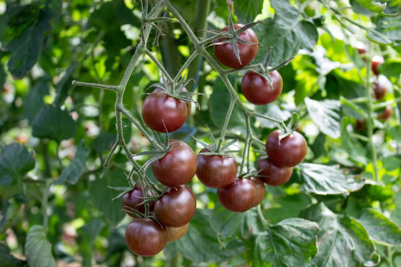 Bio-Tomate 'Black Cherry'