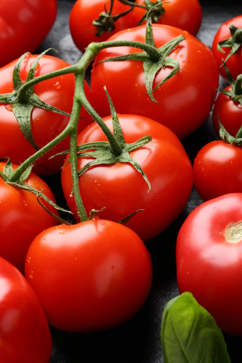 Bio-Tomate 'Matina'