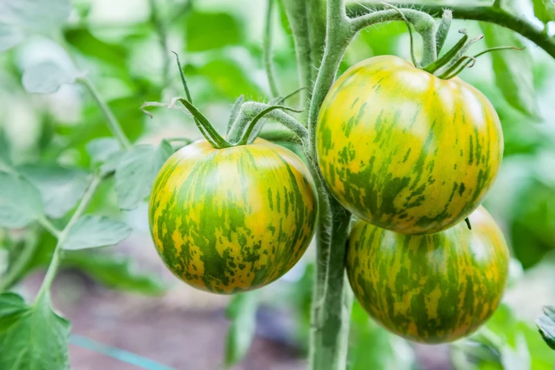 Bio-Tomate 'Green Zebra'