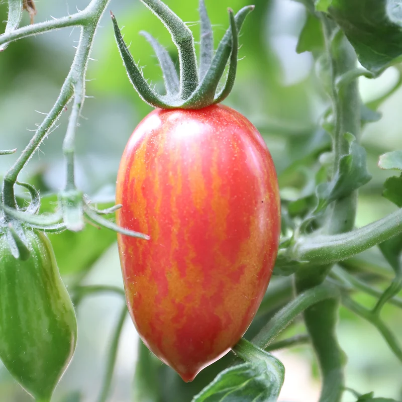 Bio-Tomate 'Pink Tiger'
