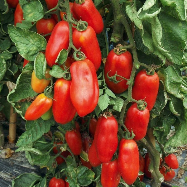 Bio-Tomate 'San Marzano 2'