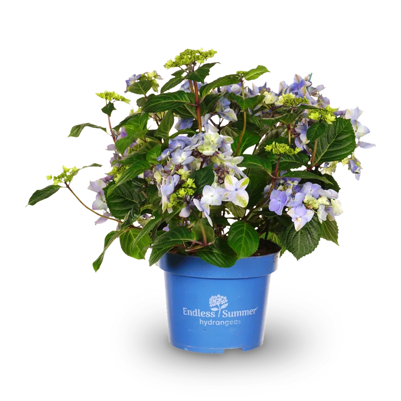 Tellerhortensie Endless Summer® 'Pop Star'® Blau