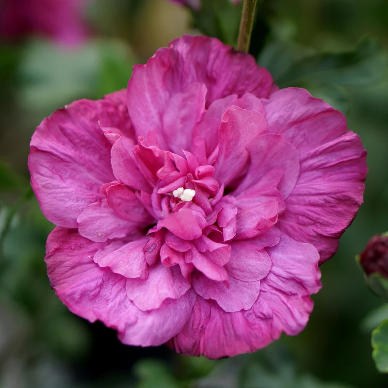 Hibiskus 'Magenta Chiffon'