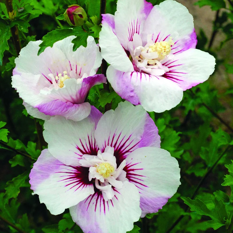 Hibiskus 'Fiji'®