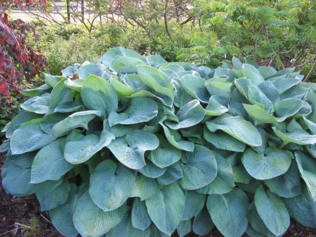 Hosta sieboldiana
