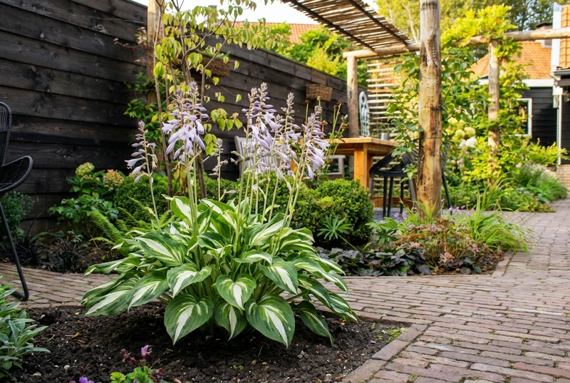 Herzlilie (Hosta 'Undulata Mediovariegata')