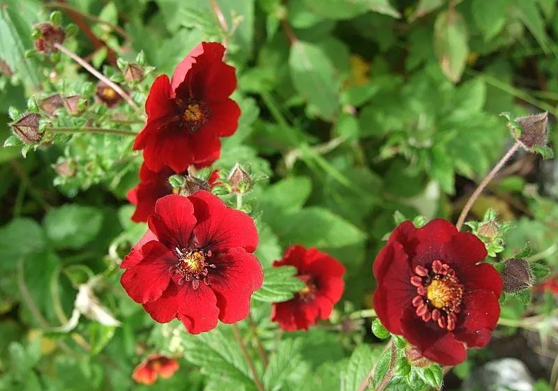 Gänsegans (Potentilla atrosanguinea)