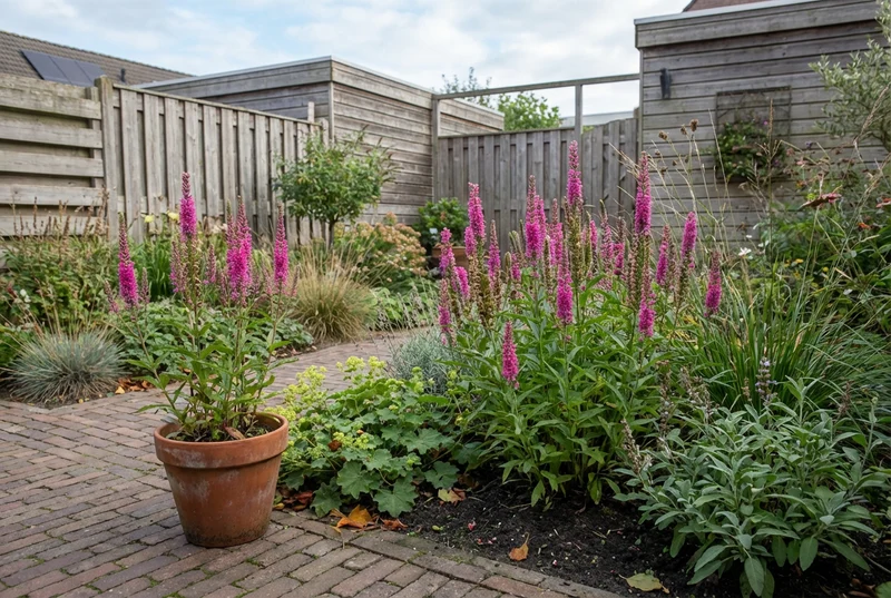 Ehrenpreis (Veronica spicata 'Rotfuchs')