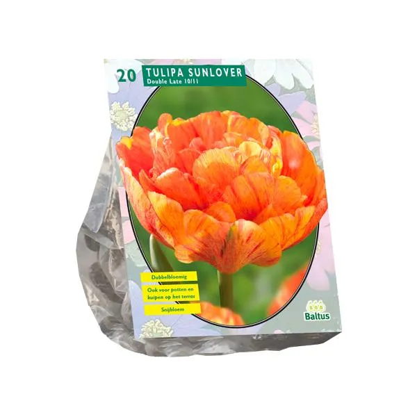 Tulipa Double Late Sunlover - 20 Stück