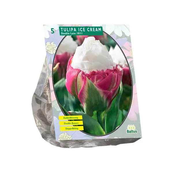 Tulipa-Eiscreme – 5 Stück