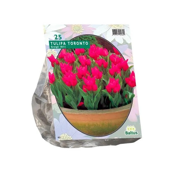 Tulipa Toronto, Greigii - 15 Stück
