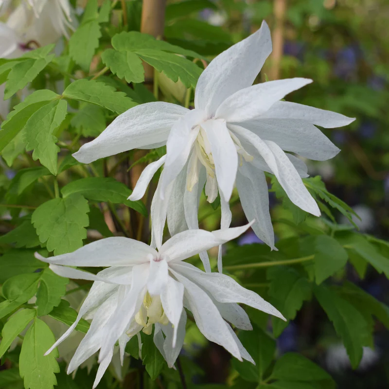 Clematis 'Albina Plena'