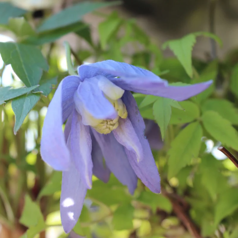 Clematis 'Frances Rivis'