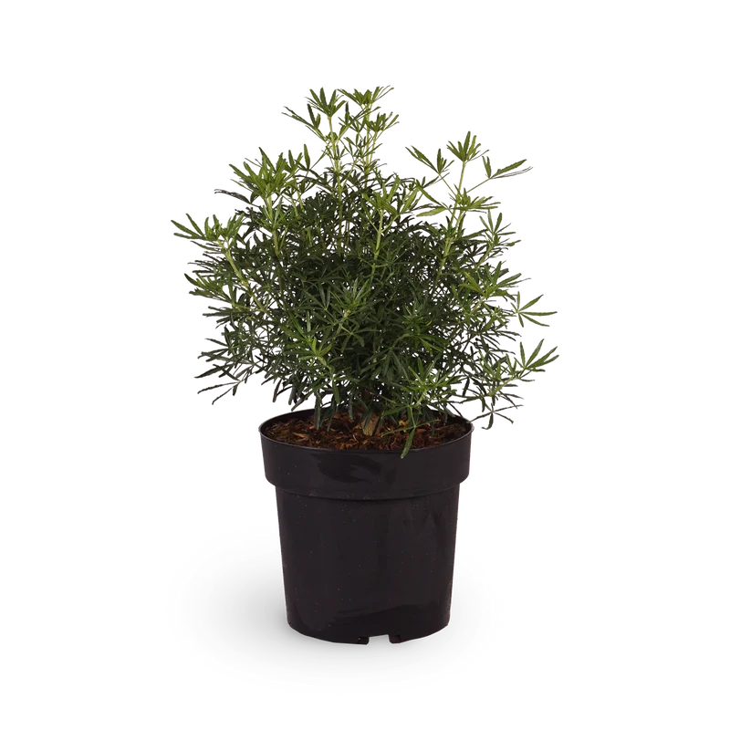 Orangenblume 'White Dazzler'®