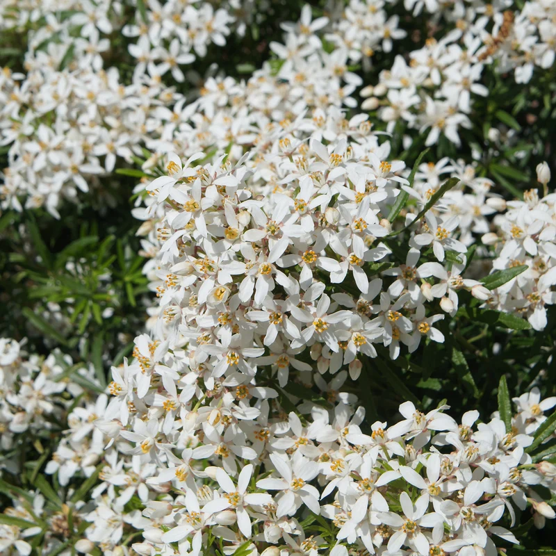 Orangenblume 'White Dazzler'®