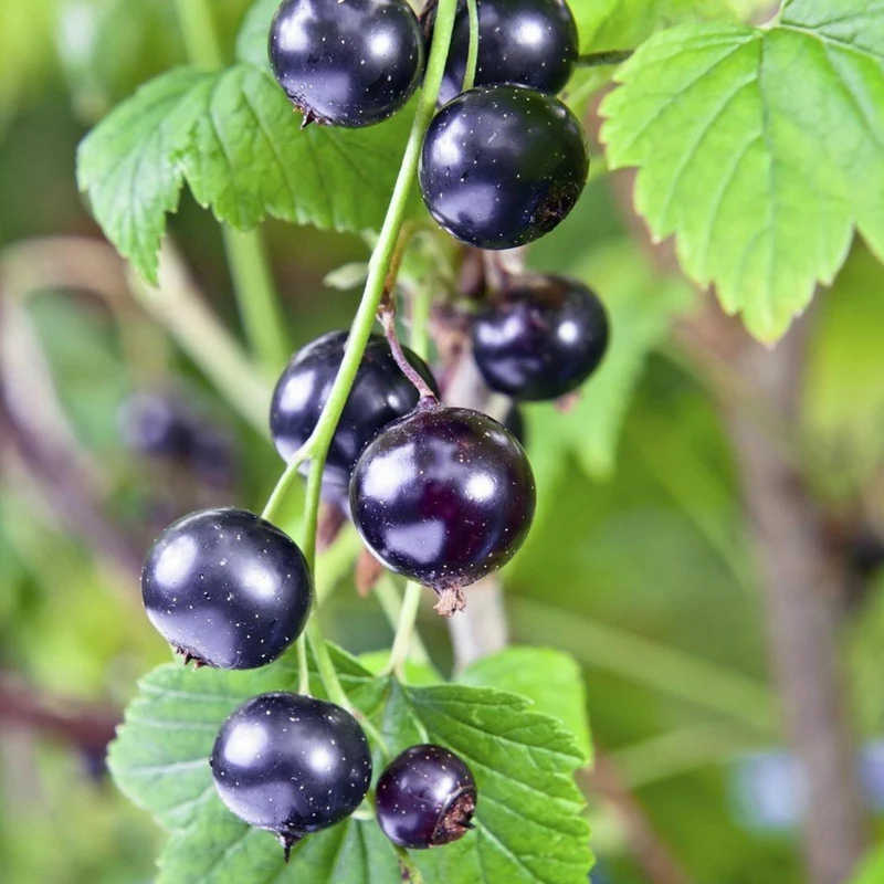 Golden Currant Shrub Seeds