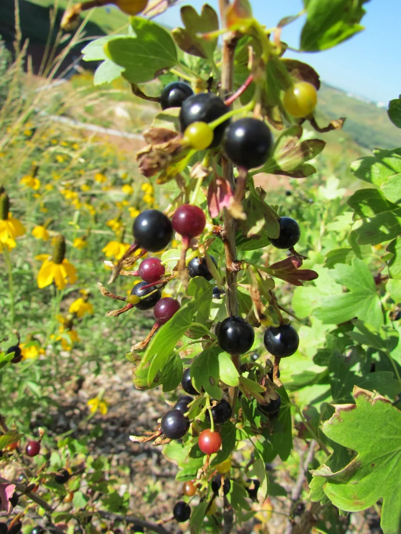 Golden Currant Shrub Seeds