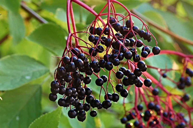 American Elderberry Fruit Seeds
