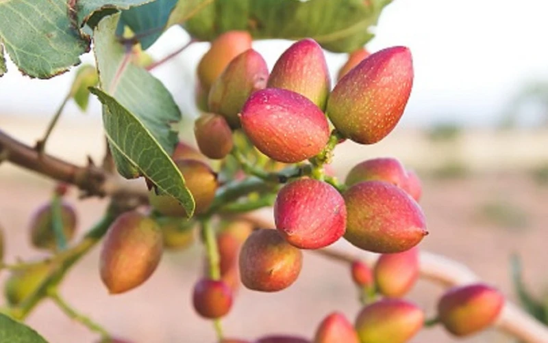Pistachio Nut Tree Seeds