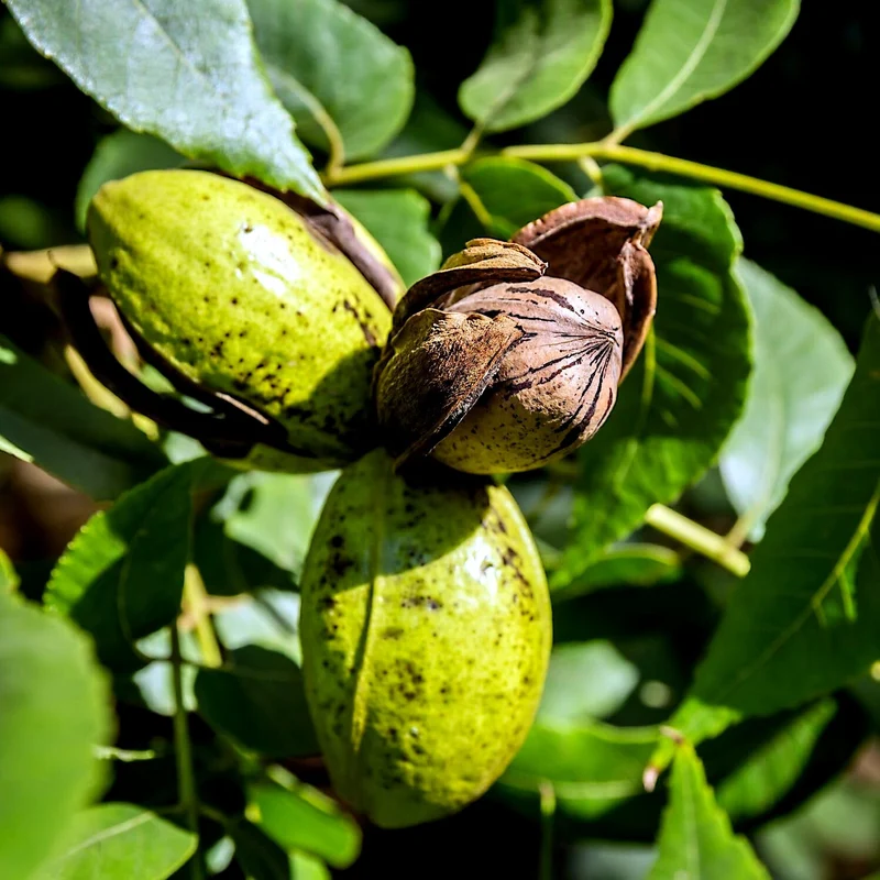Hardy Pecan Tree Seeds