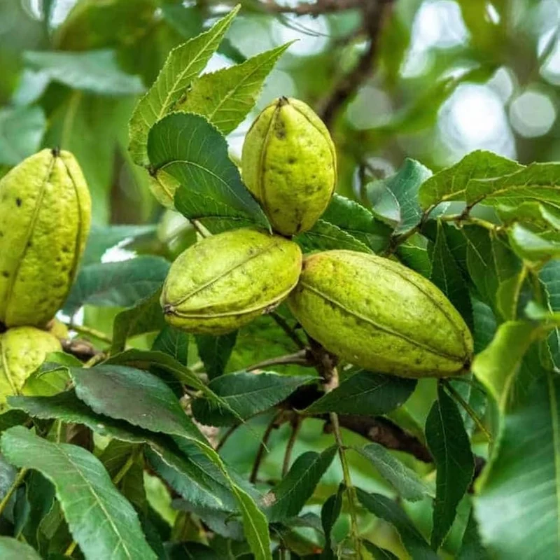 Hardy Pecan Tree Seeds