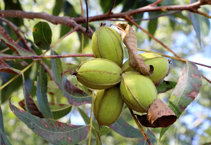 Hardy Pecan Tree Seeds