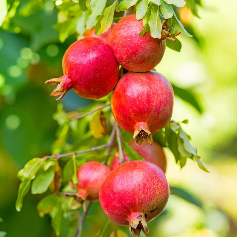 Pomegranate Tree Seeds
