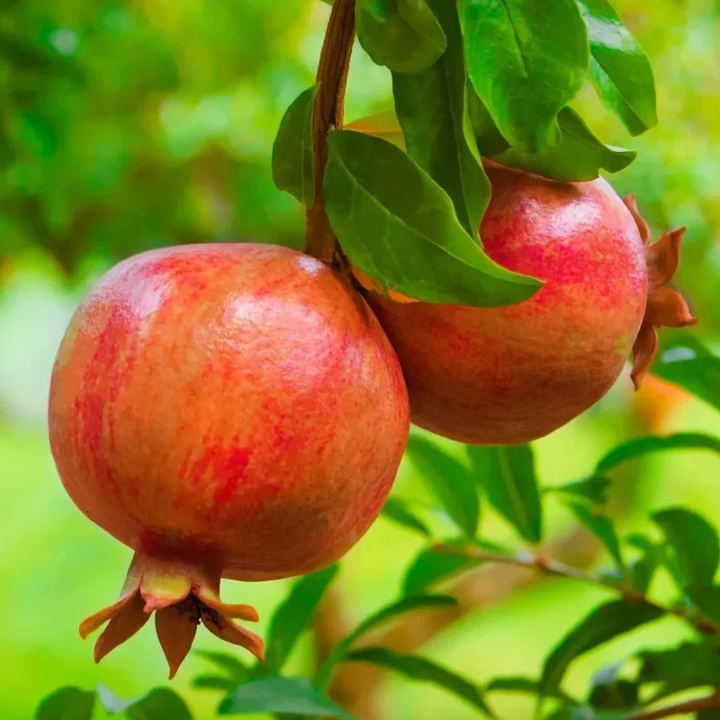 Pomegranate Tree Seeds